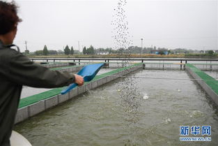 浙江湖州 跑道養(yǎng)魚新變革，畜牧漁業(yè)飼料銷售迎契機